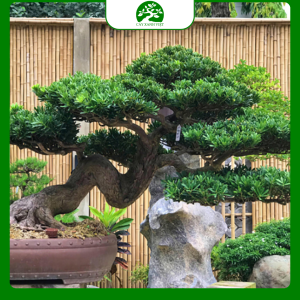 Cây Bonsai Tùng La Hán Nghệ Thuật