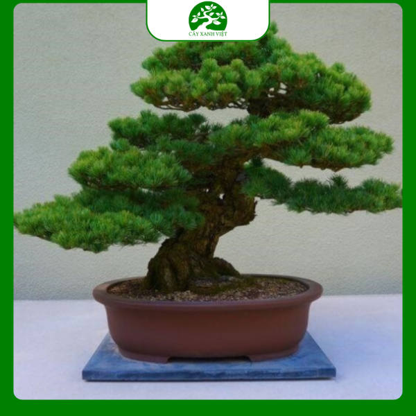 Cây Bonsai Tùng La Hán Nghệ Thuật