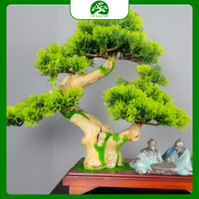 bonsai nhỏ để bàn dễ chăm