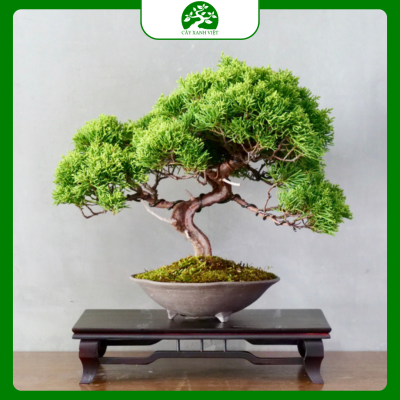 cây bonsai nhỏ để bàn dễ chăm phổ biến