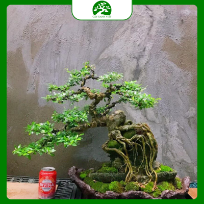 bonsai nhỏ để bàn dễ chăm