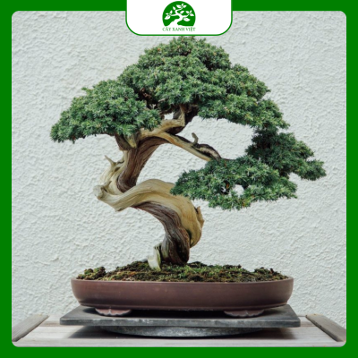 bonsai nhỏ để bàn dễ chăm