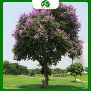 Cây cảnh phong thủy