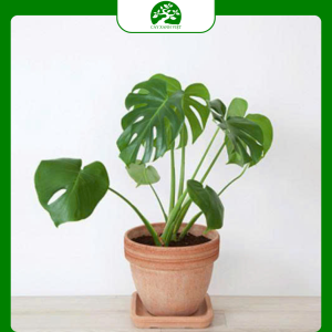 Cây cảnh nội thất