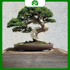 Cây bonsai
