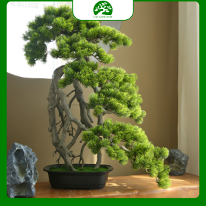 Cây Bonsai trang trí mini