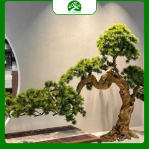 Cây Bonsai trang trí mini