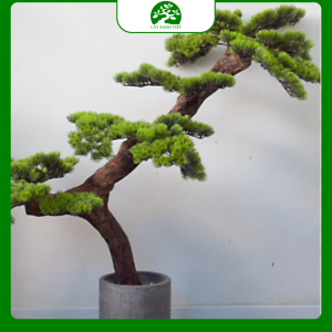 Cây Bonsai Tùng La Hán Nghệ Thuật