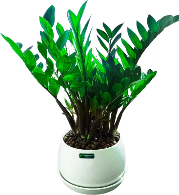 Cây Kim Tiền xanh tươi trong phòng khách