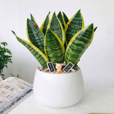 Cây Lưỡi Hổ đặt cạnh cửa ra vào