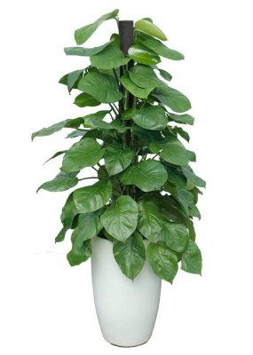 Cây Trầu Bà treo trong góc phòng sáng