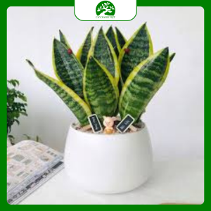 Cây lưỡi hổ