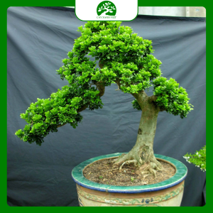 Cây Bonsai Ngoài Trời – Nghệ Thuật Thiên Nhiên Thu Nhỏ