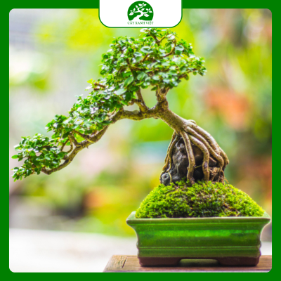 Cây bonsai để trong nhà