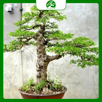 Bonsai phong thủy bình an