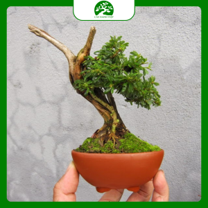 Cây Bonsai Để Bàn – Xanh Mát Không Gian Sống