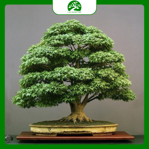 Bonsai phong thủy trong nhà