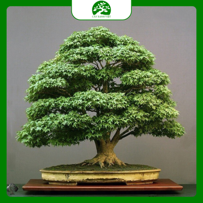 Bonsai phong thủy trong nhà