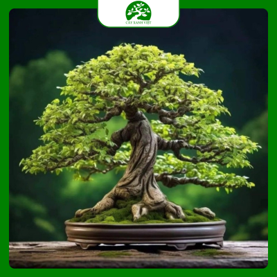 cây bonsai phong thủy trong nhà