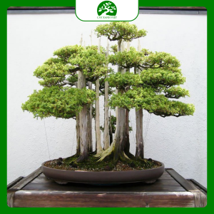 chọn vị trí đặt bonsai