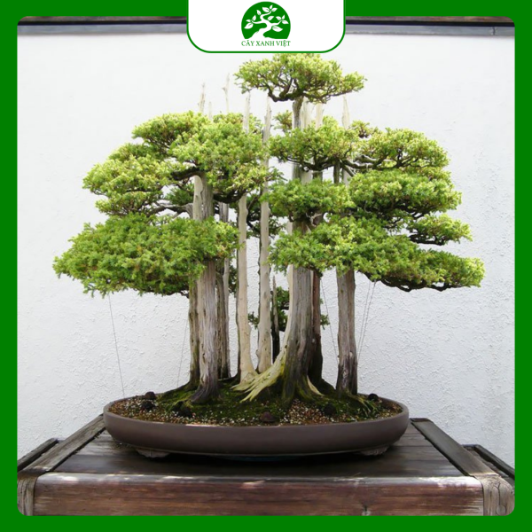 chọn vị trí đặt bonsai