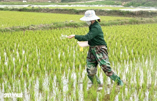 4 Cách phân bón cho cây lúa – hướng dẫn chi tiết và hiệu quả