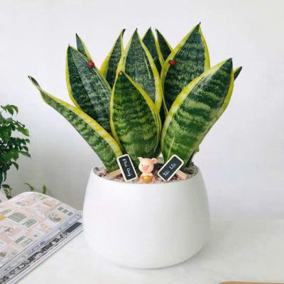 cây cảnh ngoại thất trong nhà 
