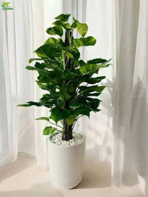 cây cảnh ngoại thất trong nhà 
