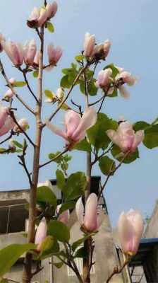 cây cảnh ngoại thất trong nhà 