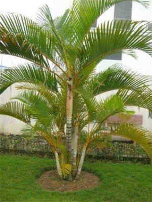 cây cảnh ngoại thất trong nhà 