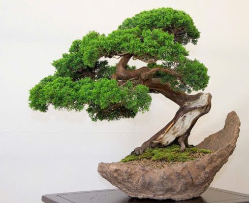 cây cảnh ngoại thất trong nhà 